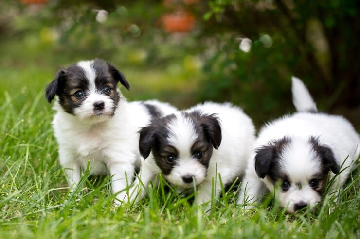 are miniature australian shepherds good family dogs