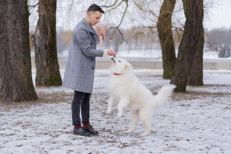 are samoyed easy to train