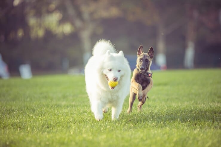 are samoyed easy to train