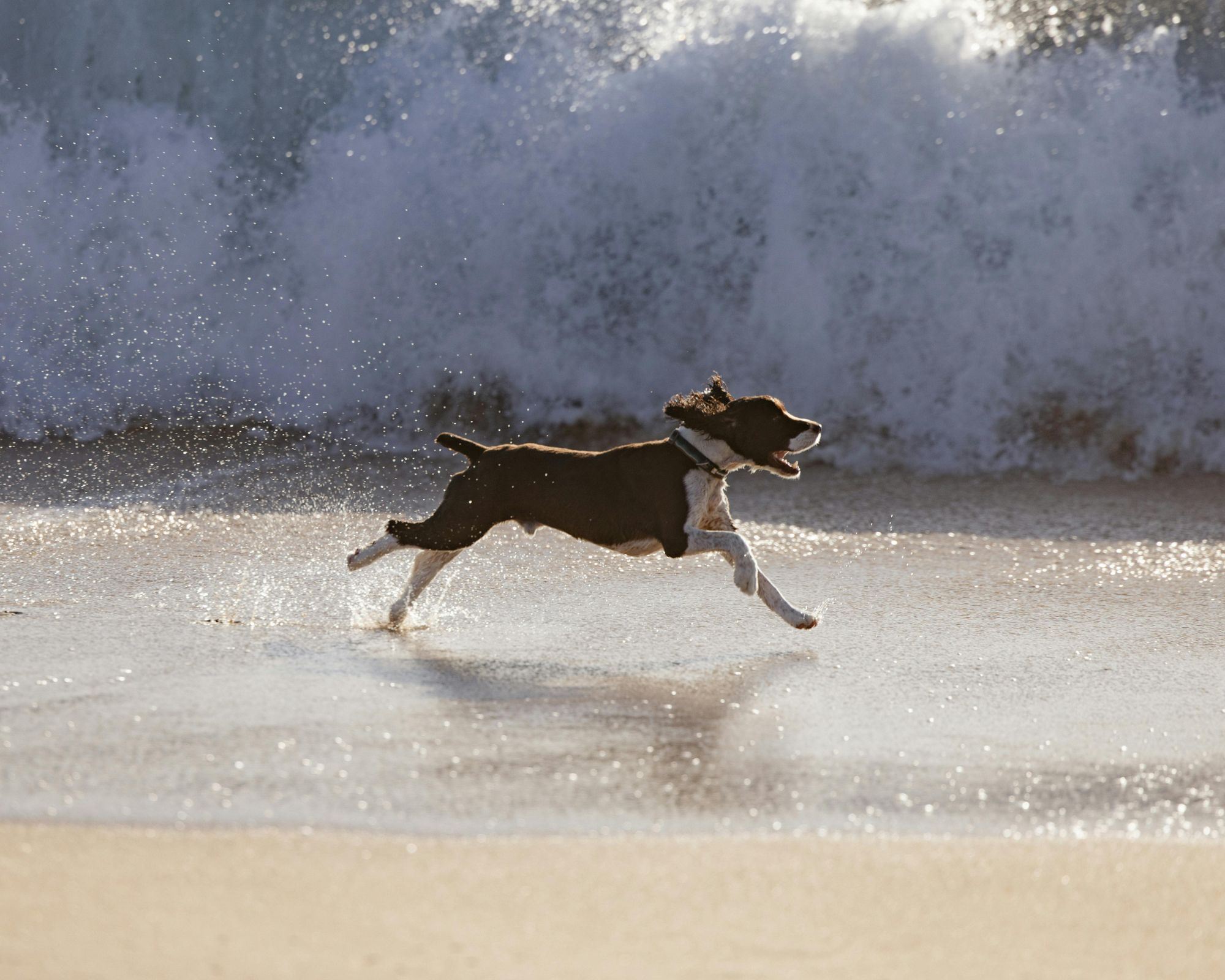 Miami's Dog-Friendly Beaches and Neighborhoods: A Canine Tour