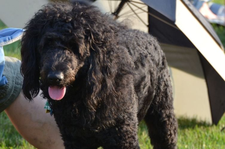 are labradoodle good guard dogs