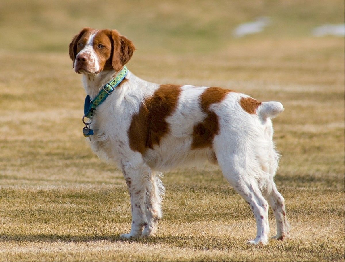 Brittany Spaniels Behavioral Considerations