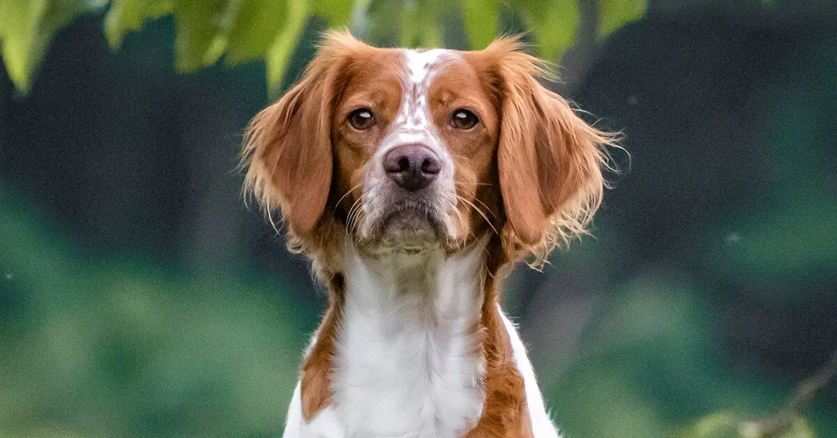 Brittany Spaniels 