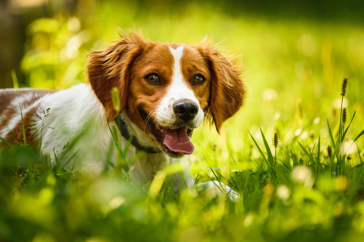 Brittany Spaniels