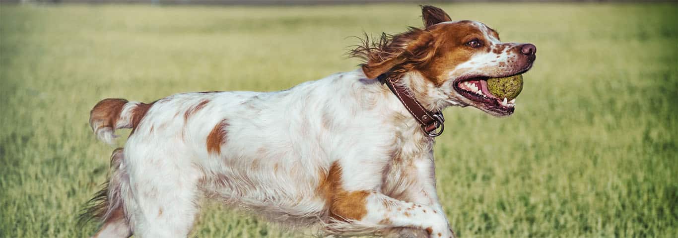 Brittany Spaniels