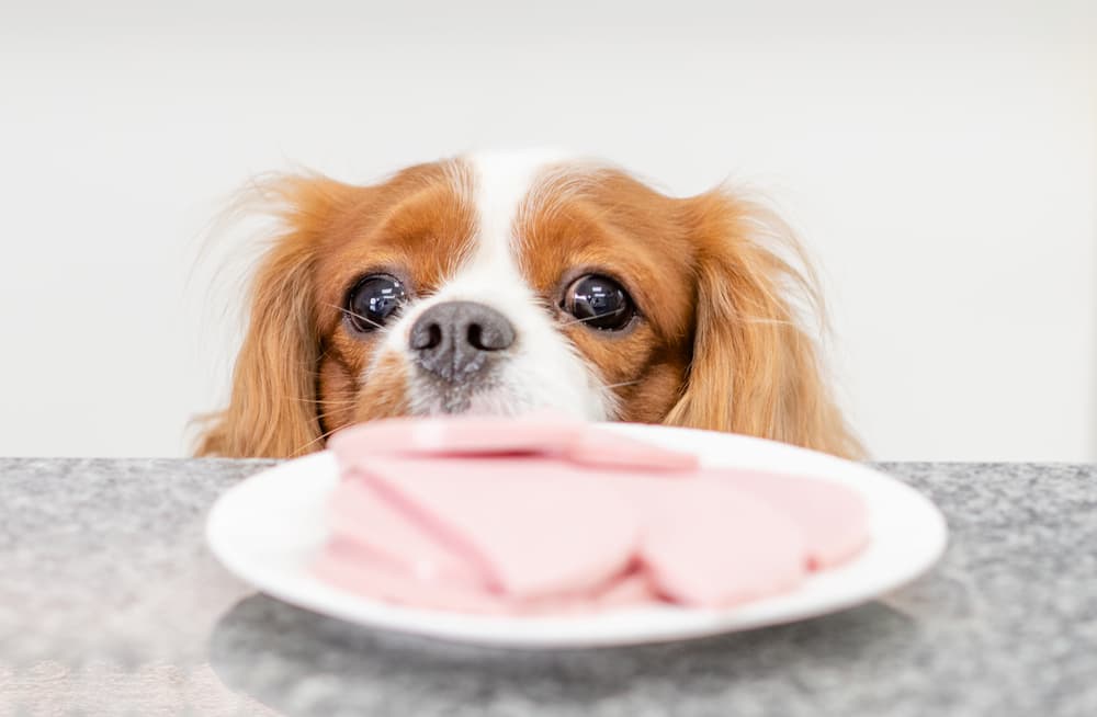 Are dogs allowed shop to have ham bones