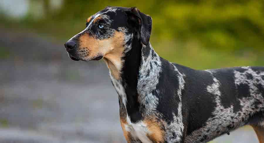 are catahoula leopard dog good family dogs