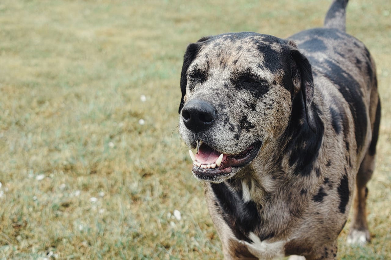 are catahoula leopard dogs aggressive