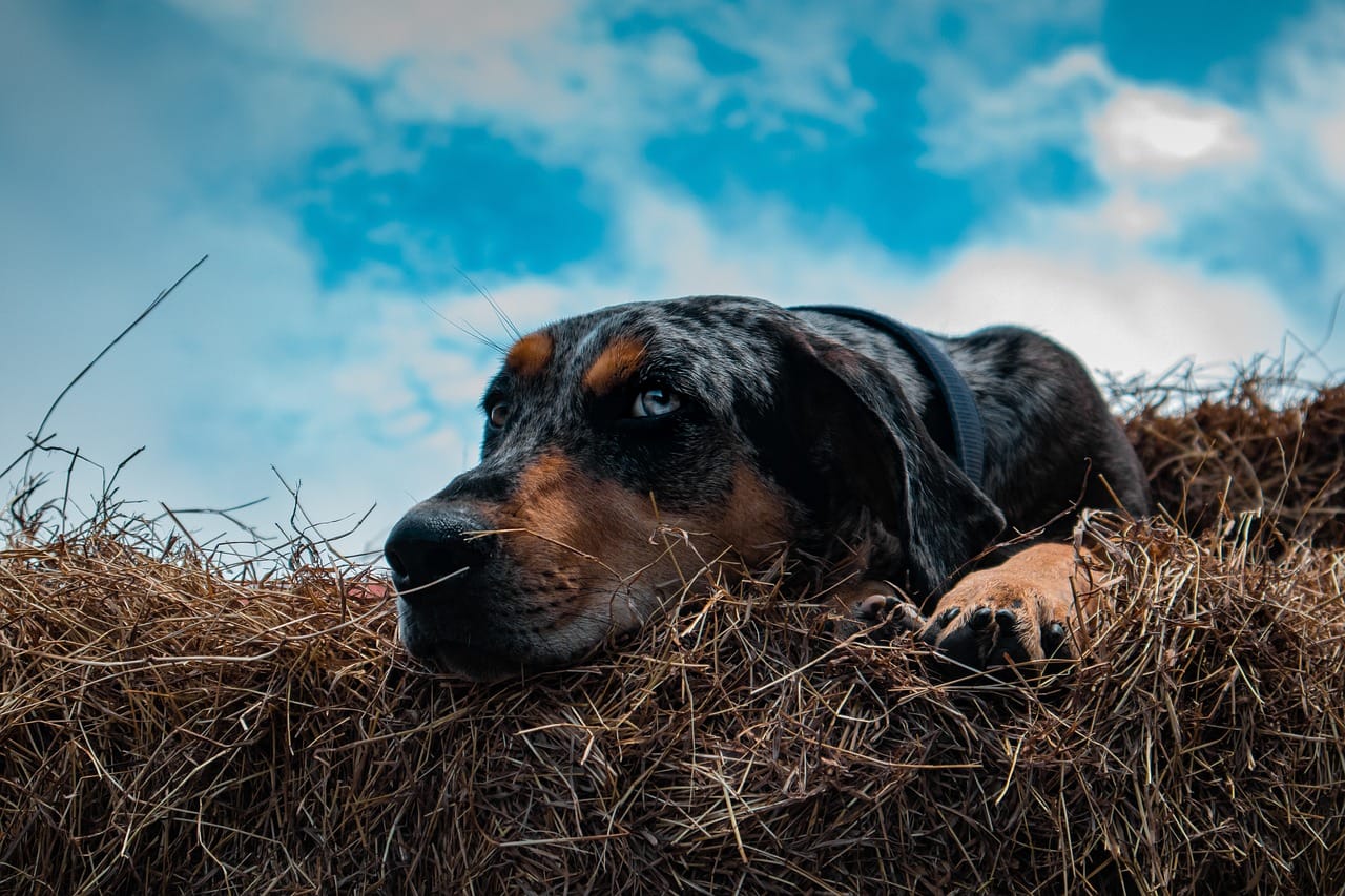 are catahoula leopard dog good family dogs