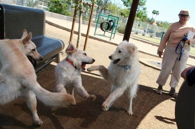 Long Beach's Leash-Free Parks and Pet-Friendly Places