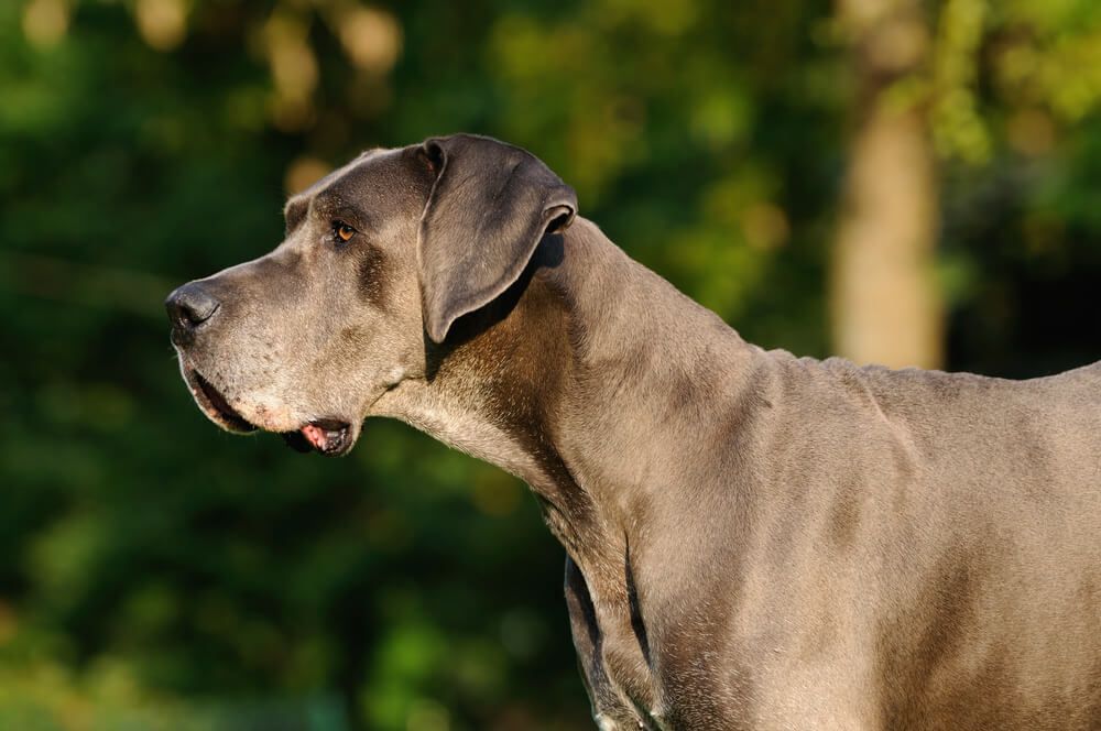 Great Danes dog breed