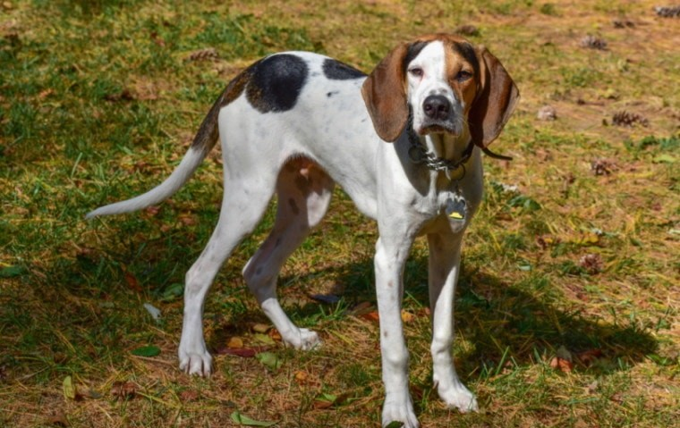 Do Treeing Walker Coonhounds Shed