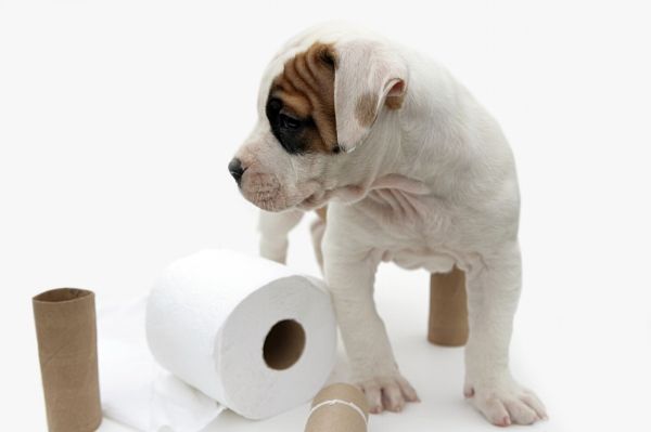 Potty Training Your Puppy at Night