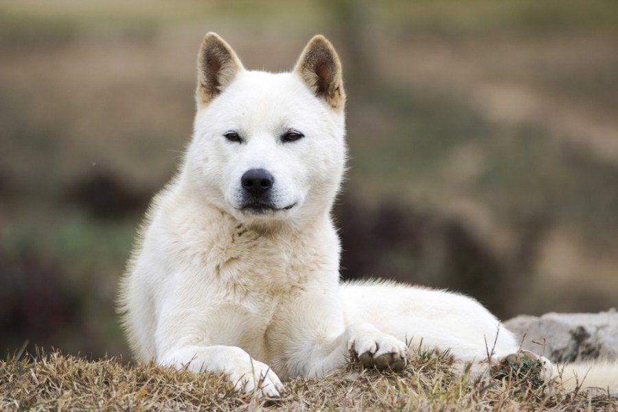 How Much Are Korean Jindo Dogs?