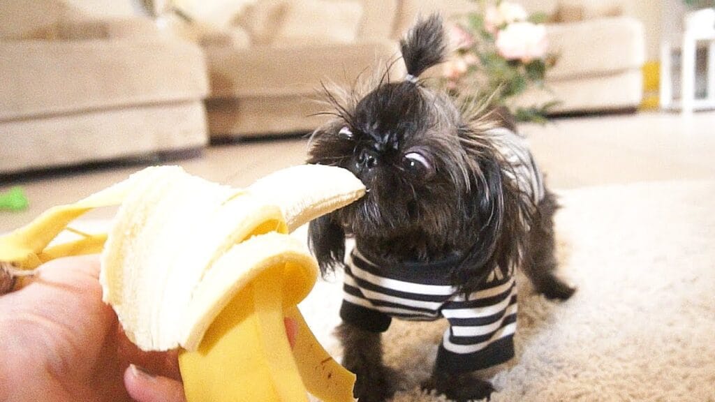 Can Shih Tzu Eat Banana? 