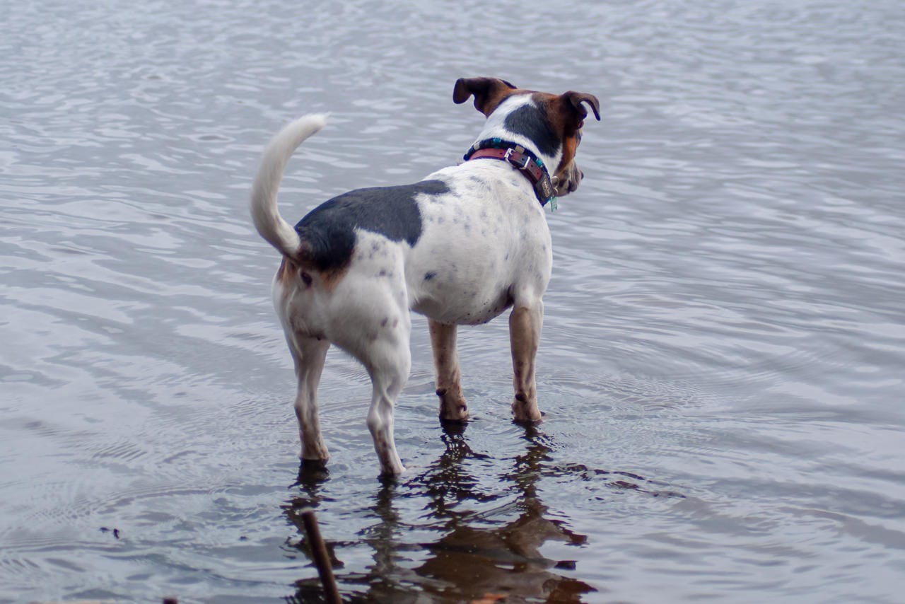 Milwaukee's Dog-Friendly Breweries and Riverwalks