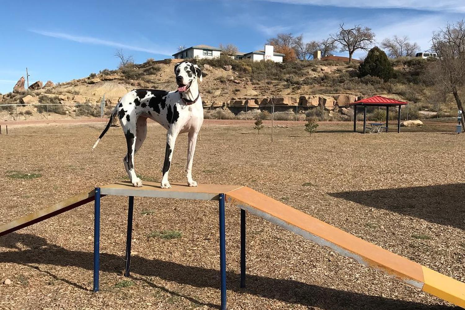 new mexico dog parks