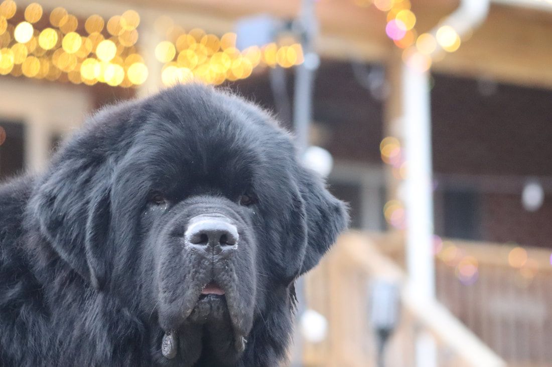 Newfoundland Dogs