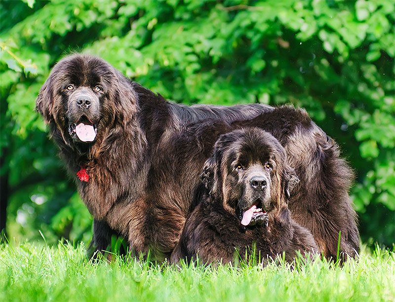 Newfoundland dogs in grass