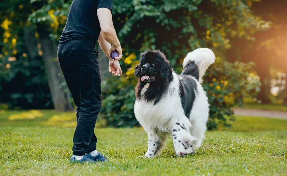 Newfoundland Dogs