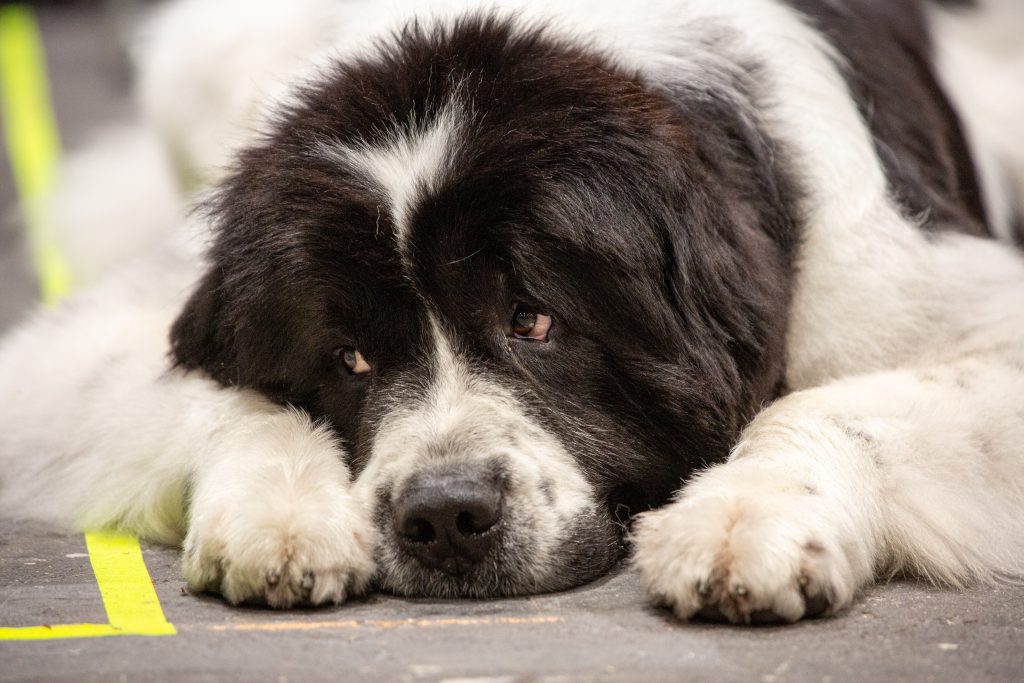 Are Newfoundland Dogs Hypoallergenic