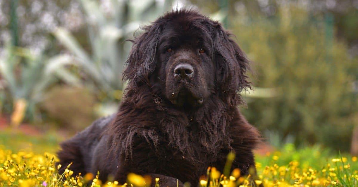 Newfoundland Dogs Aggressive