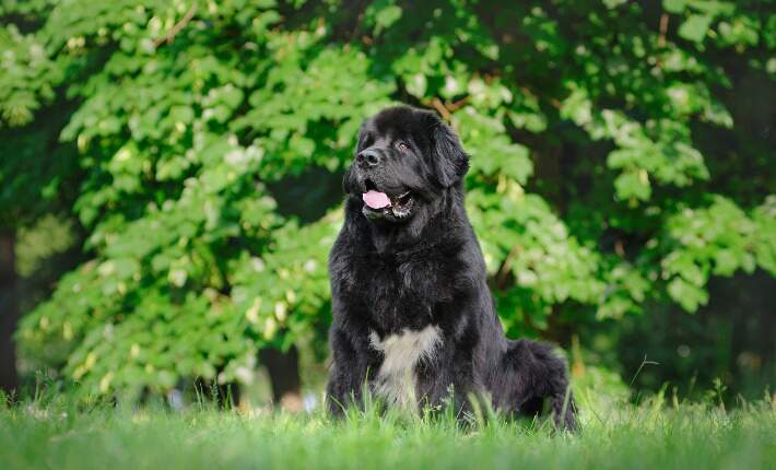 Newfoundland Dogs