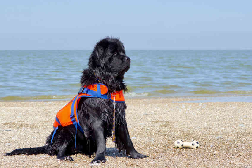 Are Newfoundland Dogs Protective