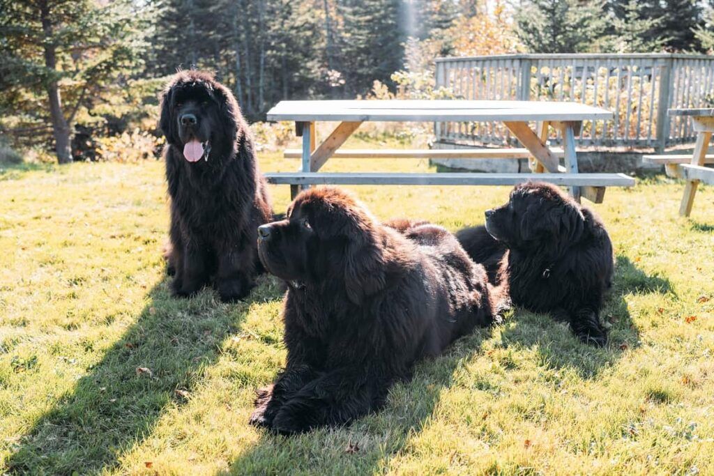 Newfoundland dogs in group