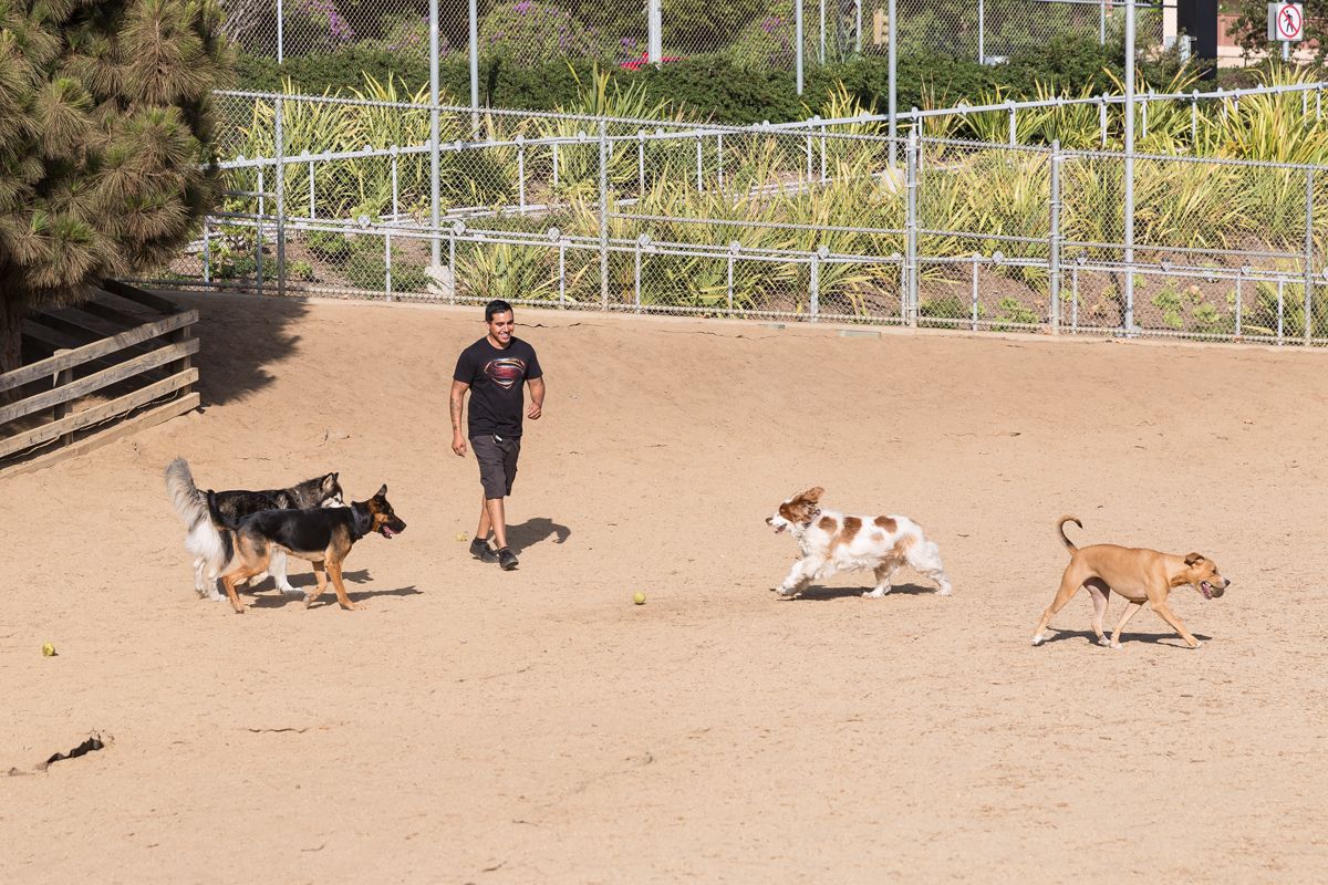Santa Monica's Canine Scene: Beaches and Beyond for Your Dog