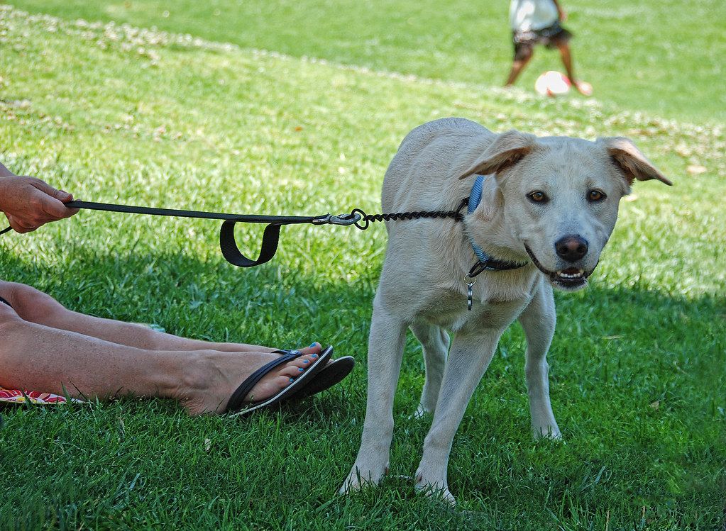 Madison's Dog-Friendly Dining and Parks: A Pup's Guide
