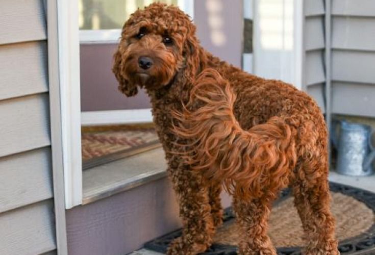 are labradoodle good guard dogs