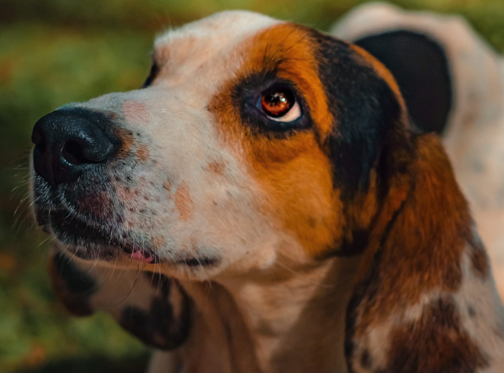 Are Treeing Walker Coonhounds Good with Cats