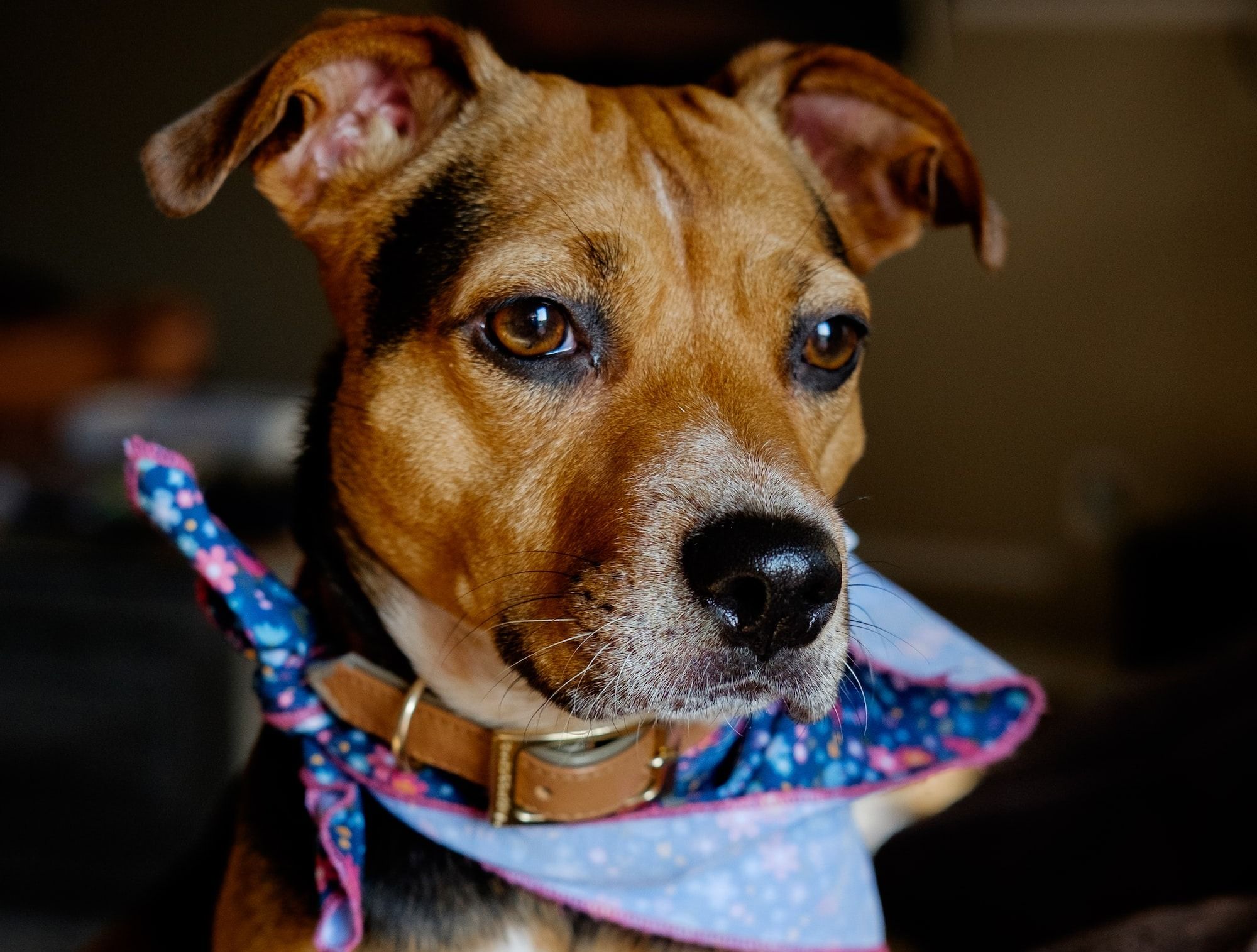 How to Train Your American Staffordshire Terrier