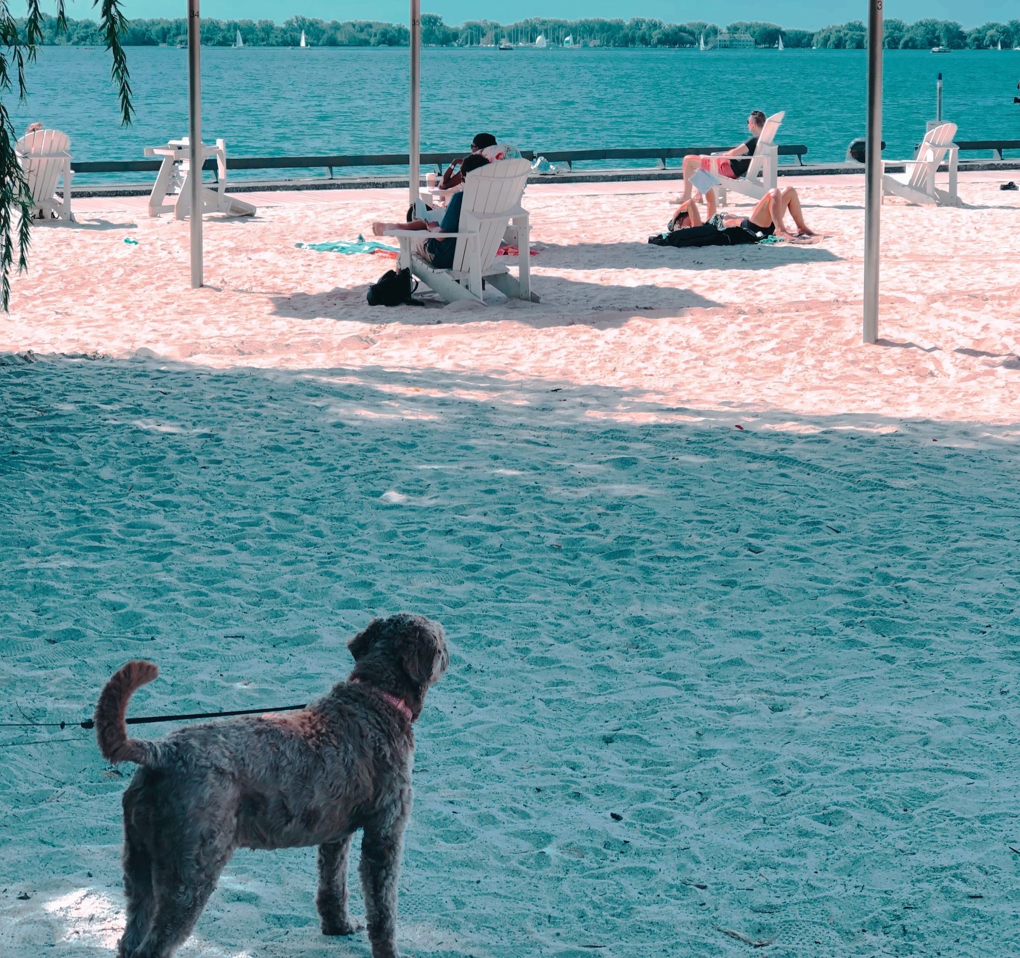 Wisconsin Dog Parks