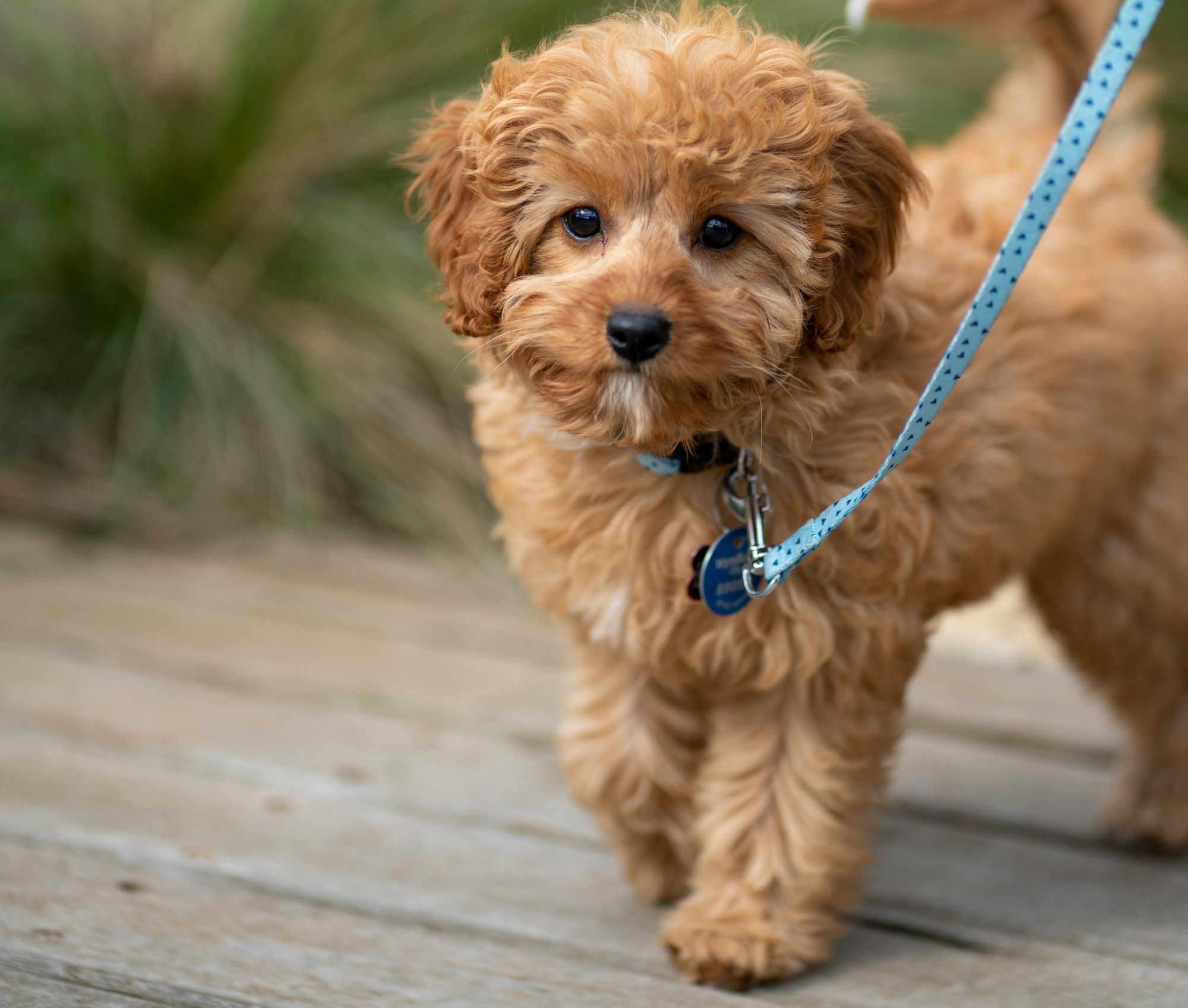 North Dakota Dog Parks