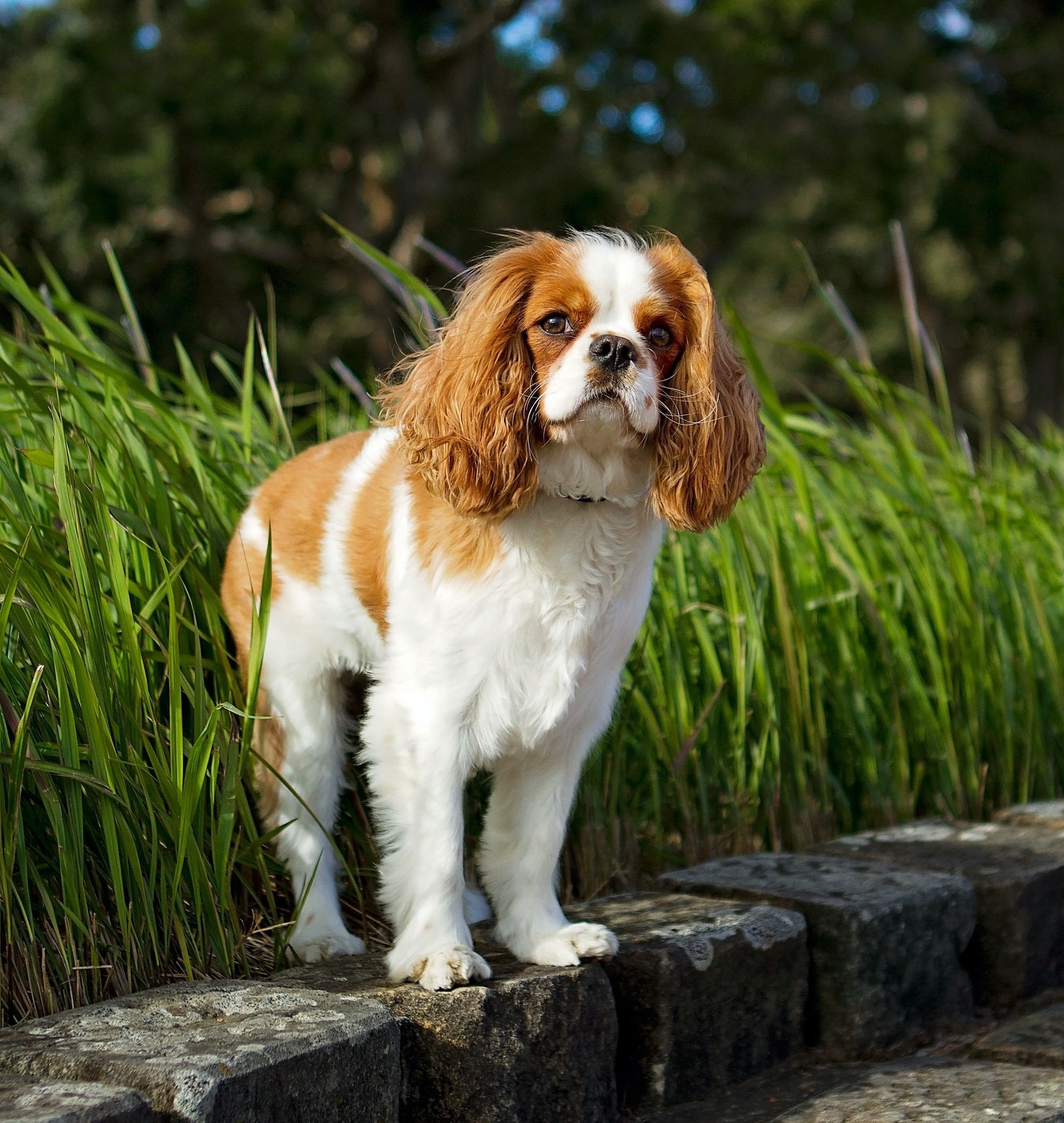 South Carolina Dog Parks