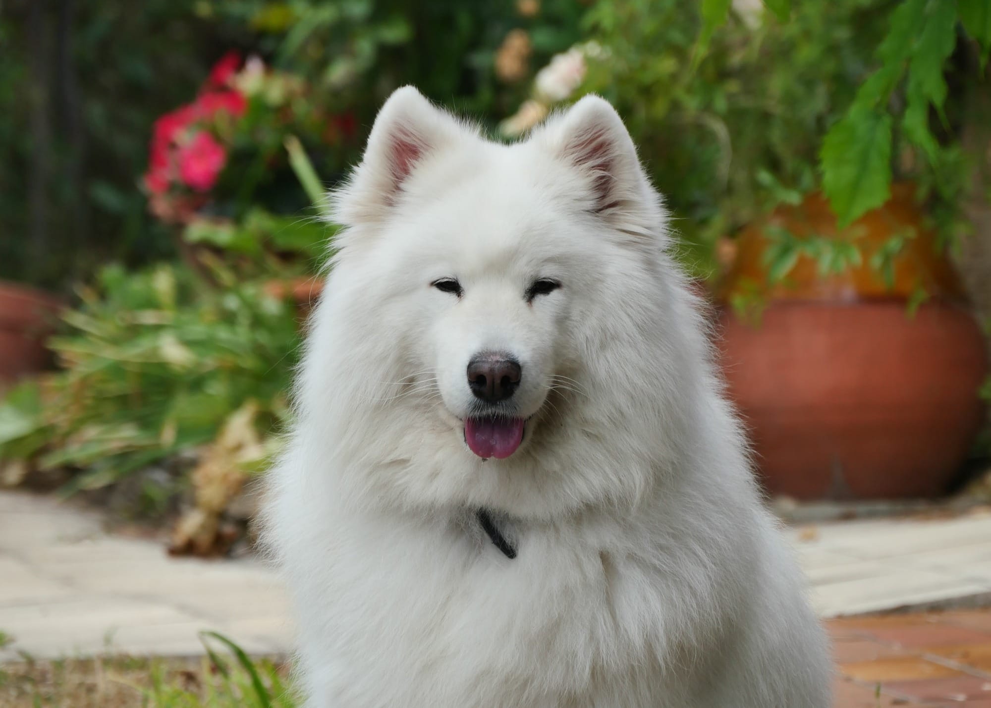 are samoyed aggressive