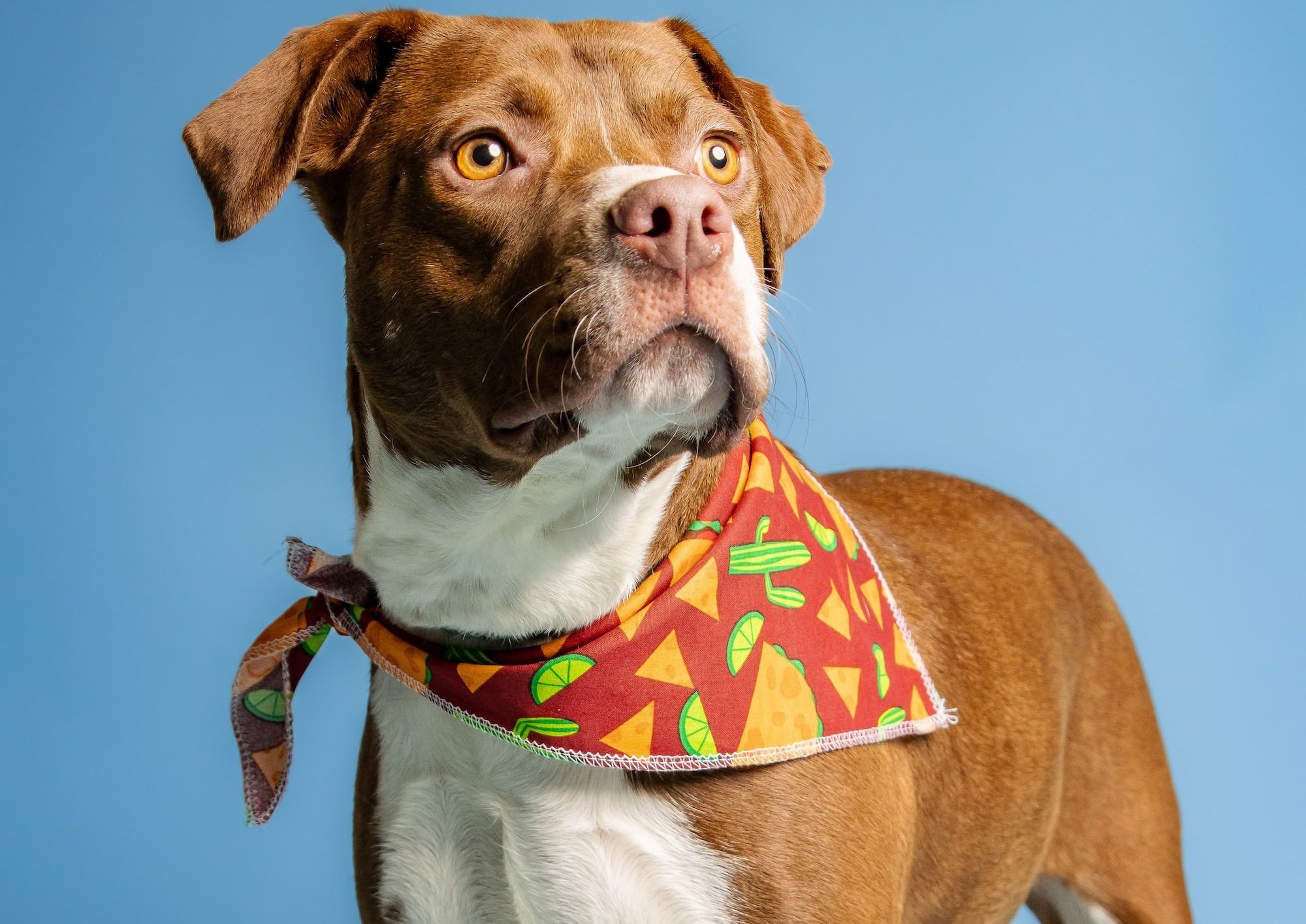 german shepherd lab mix