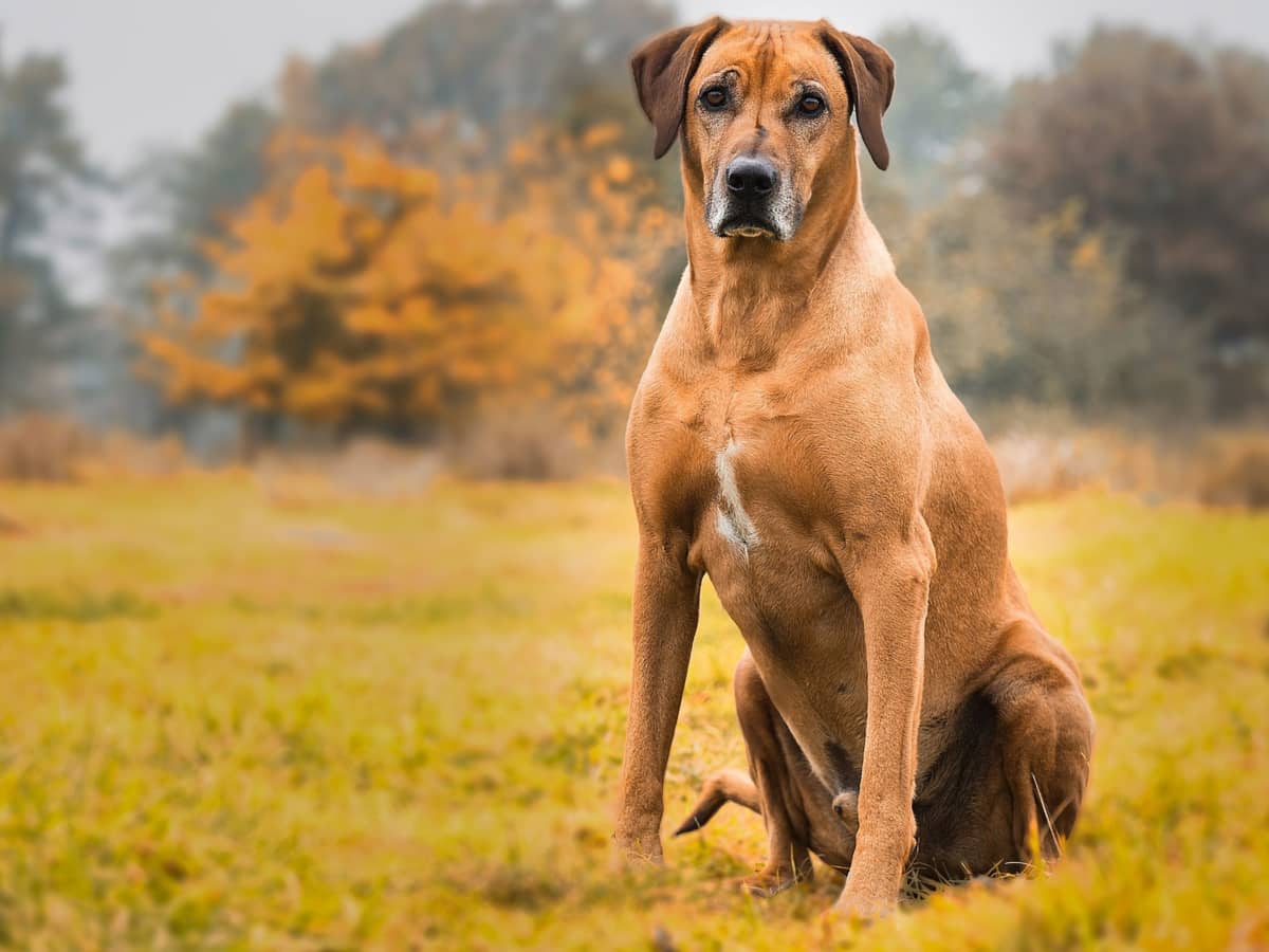 Rhodesian Ridgebacks Aggressive