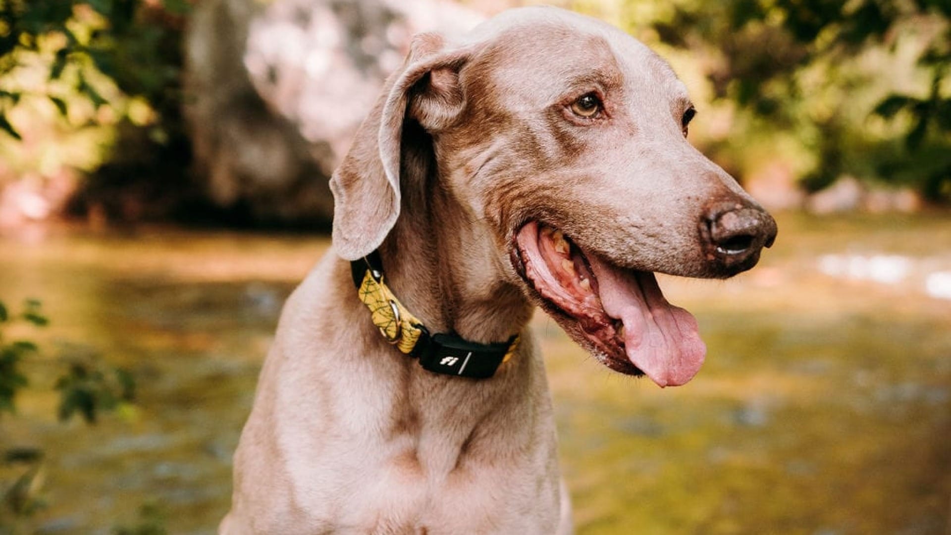 are weimaraner good family dogs