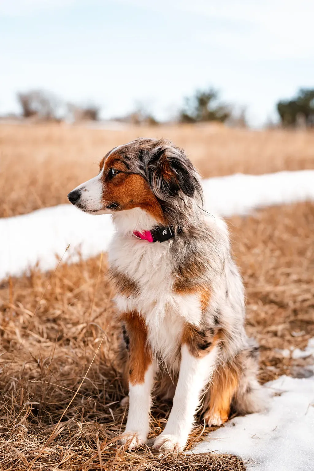 Australian Shepherd's family dogs