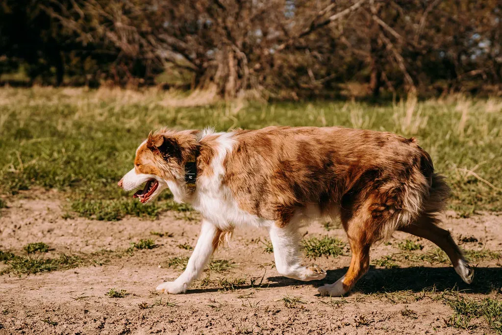 Australian Shepherds Tracking With Fi Smart Dog Collar