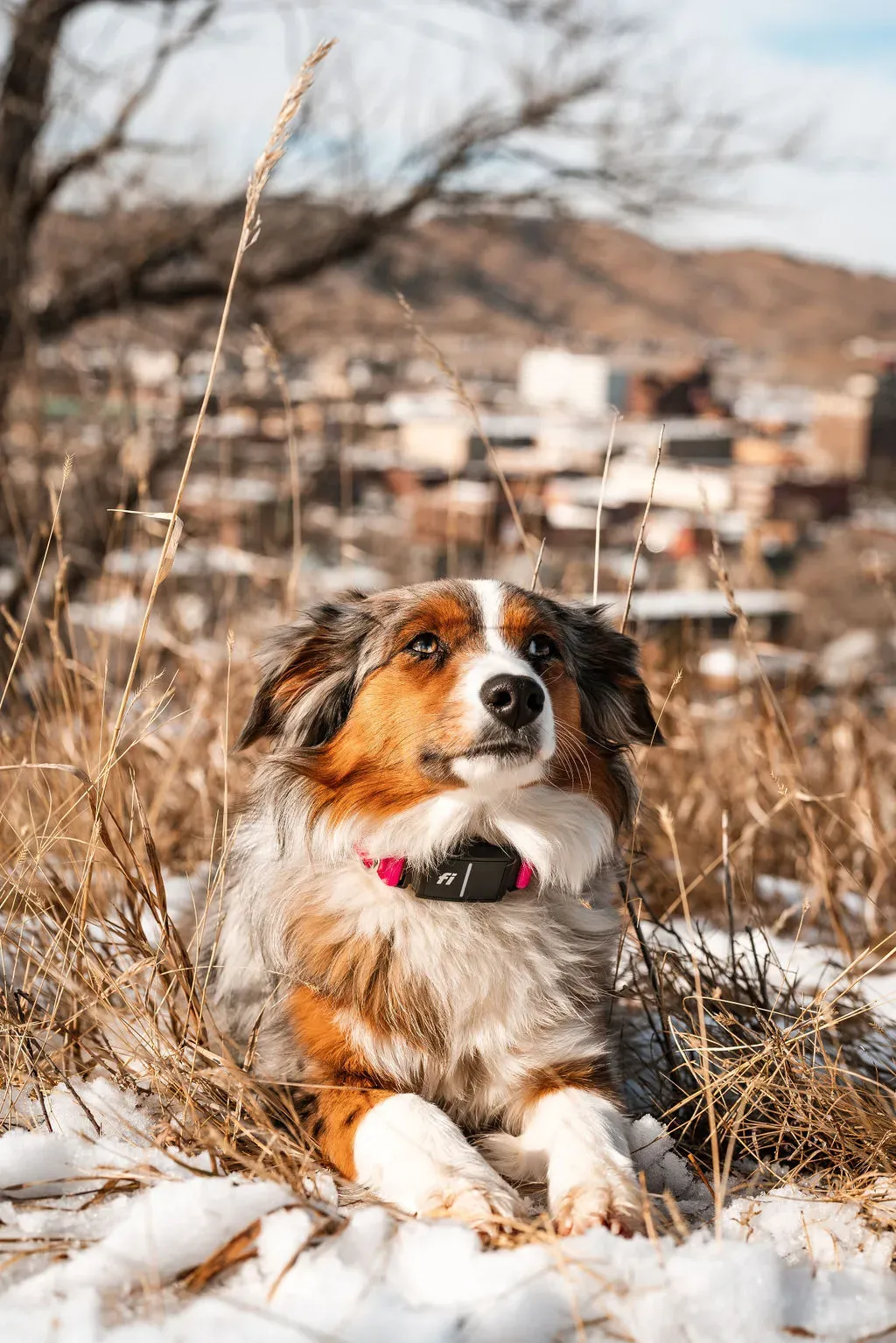 Are Australian Shepherds easy to train?