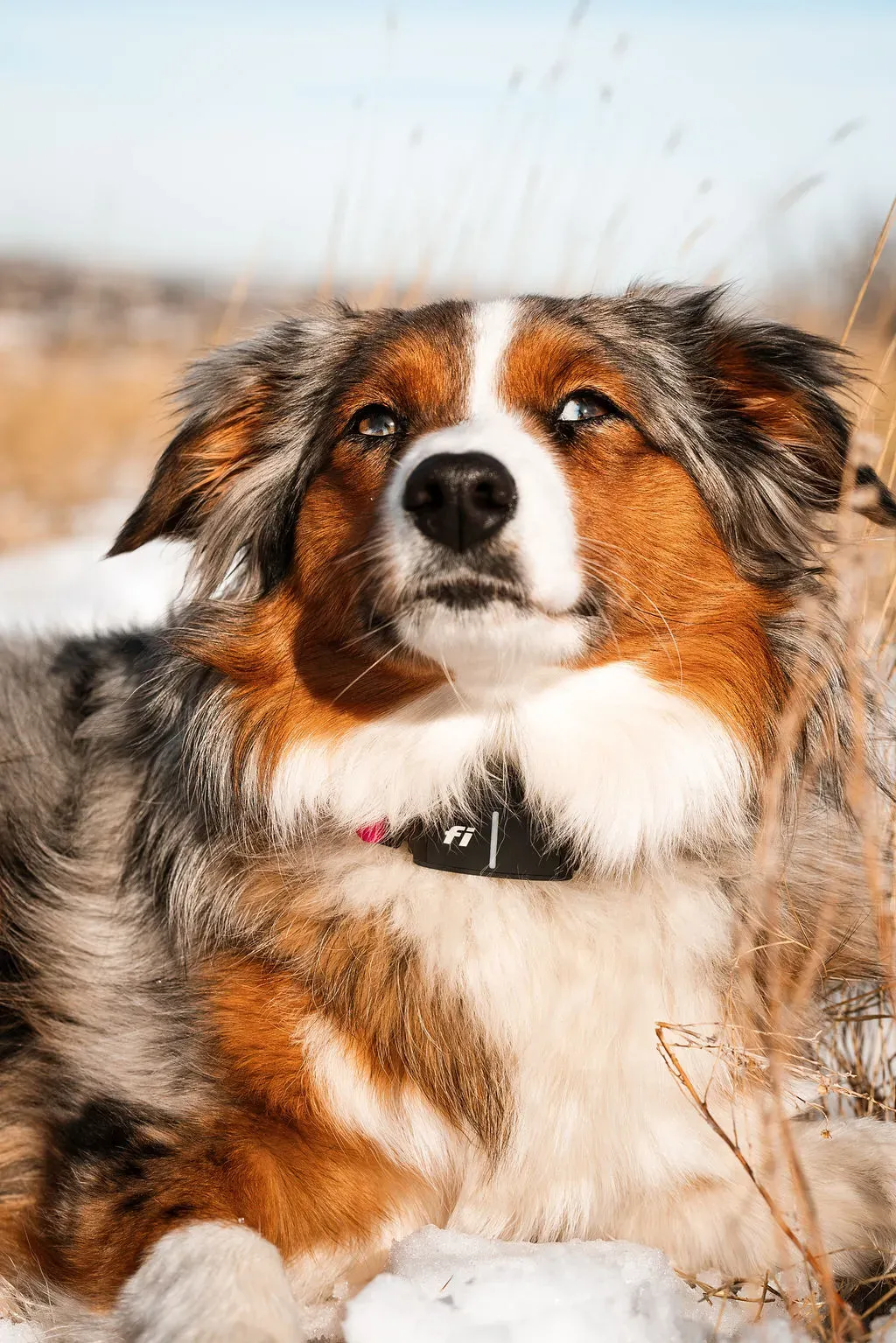 Australian shepherd blowing coat best sale