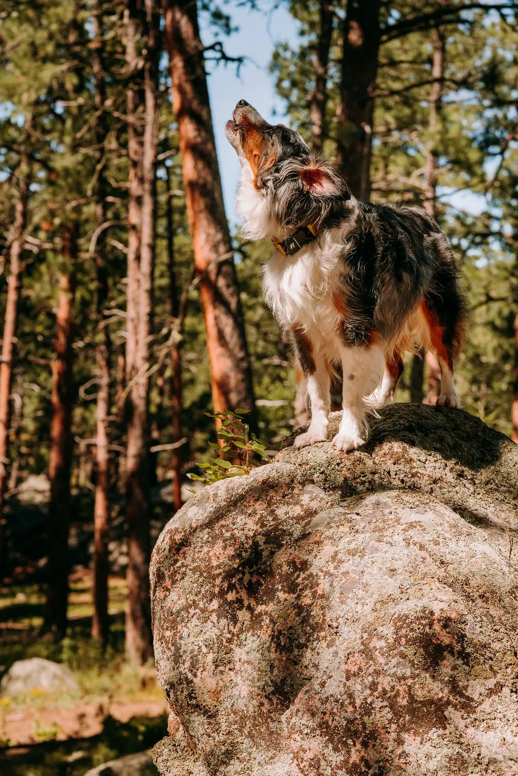 Australian Shepherd howling on the rock
