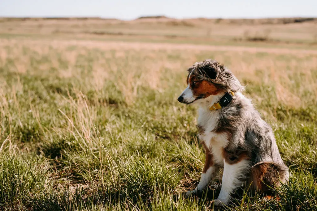 How Big Do Australian Shepherds Get? Comprehensive Size Guide