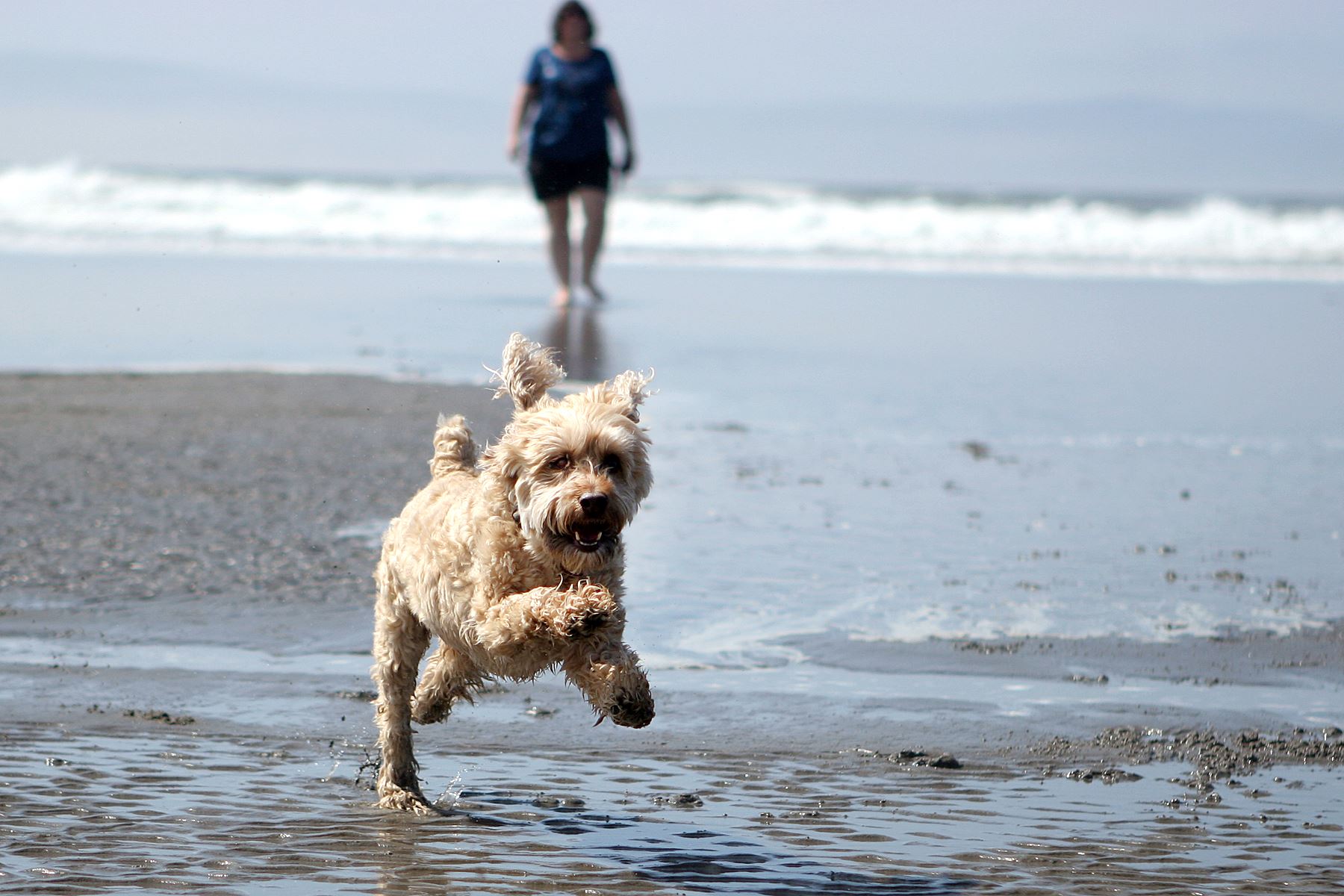 is santa monica dog friendly