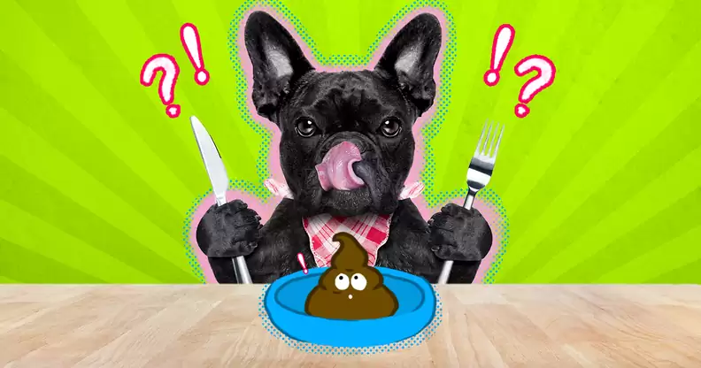 Why Puppy Eat His Poop?