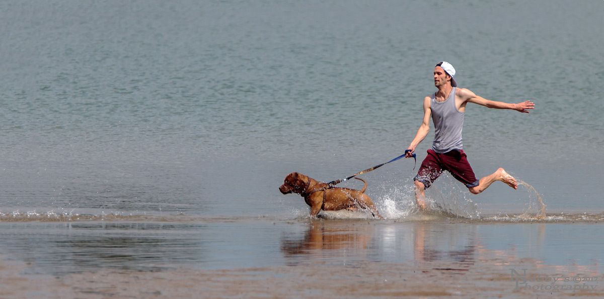 Carmel-by-the-Sea with Your Canine: A Dog Lover's Paradise